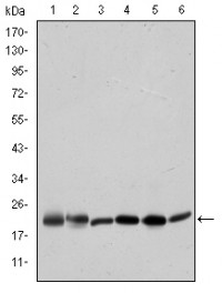 BID Primary Antibody MP30198 [M3C5]