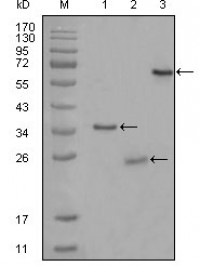 CD33 Primary Antibody MP20263 [M2B7C12]