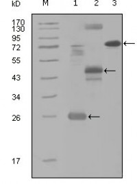 MAP4K4 Primary Antibody MP20235 [M3C7B5]