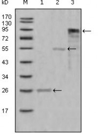 Myeloperoxidase Primary Antibody MP20300 [M9B12G7]