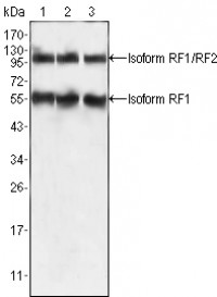 PEG10 Primary Antibody MP20296 [M4C10A7]
