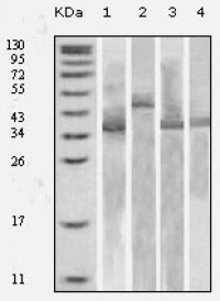 Thioredoxin (TRX) Primary Antibody MP20128 [M1H6H6]