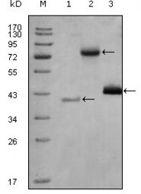 HDAC3 Primary Antibody MP20260 [M3A7B5]