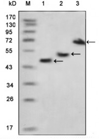 MBP Primary Antibody MP20214 [M3G1A3]