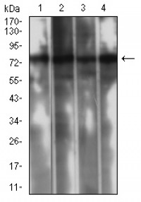 CAPN1 Primary Antibody  MP31705 [M5B2G10]