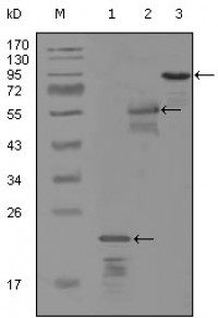 ERBB3 Primary Antibody MP20255 [M2B11D11]
