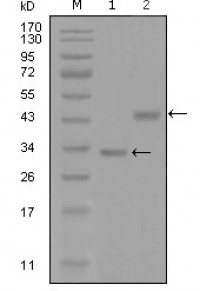 SKP2 Primary Antibody MP20290 [M6G9D10]