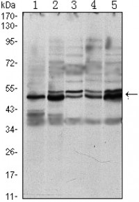 SMAD3 Primary Antibody MP30072 [M5G11]
