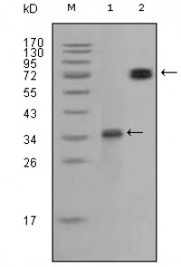 RET Primary Antibody MP20159 [M8D10C9]