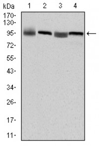 EEF2 Primary Antibody MP30190 [M5B6]