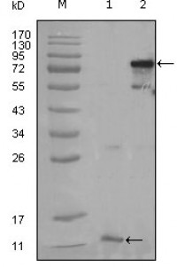 PPARG Primary Antibody MP20224 [M3A4A9]