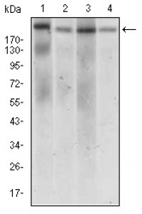 DNMT1 Primary Antibody MP30541 [M7C11A2]