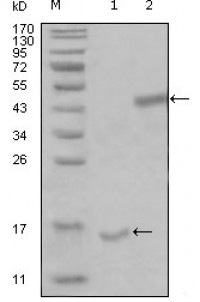 PARL Primary Antibody MP20241 [M8C4B2]