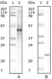 APOA5 Primary Antibody MP20042 [M2G1H11]