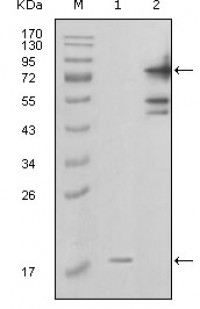 PBEF1 Primary Antibody MP20188 [M1D3A12]