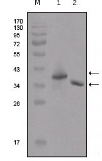 Flag Primary Antibody MP20201 [M2F11G1]
