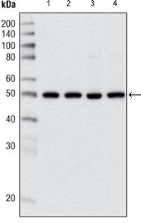 HDAC3 Primary Antibody MP20259 [M7G6C5]