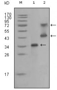 RET Primary Antibody MP20169 [M6E4C4]