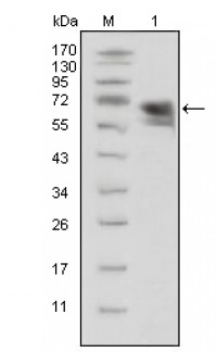 TrkA Primary Antibody MP20337 [M6B2]