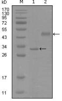 SOX2 Primary Antibody MP20267 [M10F10C9]