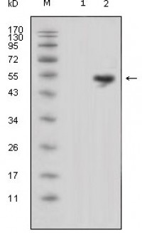 LCN1 Primary Antibody MP20329 [M10B10]