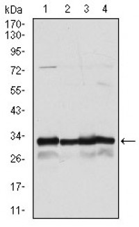 NQO1 Primary Antibody MP30293 [M1A11]