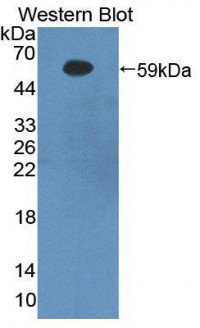 Anti-BACE1 / BACE Antibody (aa170-428) MX-C372590