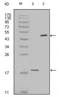 Survivin Primary Antibody MP20176 [M2H5H2]