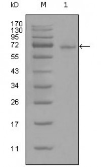 STAT3 Primary Antibody MP20293 [M7G3H4]