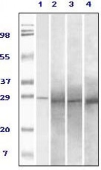 Rab25 Primary Antibody MP20046 [M3F12F3]