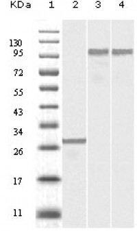 Dynamin-2 Primary Antibody MP20109 [M5E4C2F3]