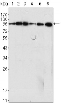 Dynamin-1 Primary Antibody MP20072 [M3G4B6]