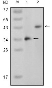 MAPK11 Primary Antibody MP20165 [M4H6H6]