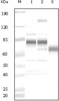 KSHV ORF8 Primary Antibody MP20043 [MN/A]