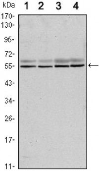 SMAD6 Primary Antibody MP30097 [M5H3]