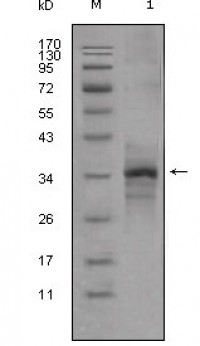 Myostatin Primary Antibody MP20313 [M6H12]