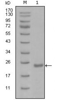 Oct4  Primary Antibody MP20291 [M1D10H6]