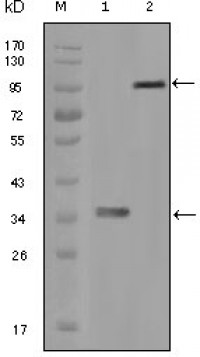 HCK Primary Antibody MP20166 [M3D12E10]