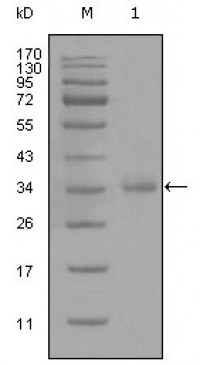 CD45 Primary Antibody MP20298 [M4A8A4C7A2]