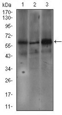 FCER1A Primary Antibody MP30466P  [M1F2A9]