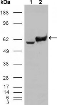 Glucose-6-phosphate isomerase Primary Antibody MP20198 [M1B7D7]