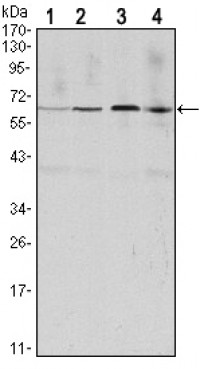 CCNB1 Primary Antibody MP30116 [M1B10]