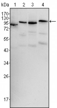 BRAF Primary Antibody MP20323 [M1H12]