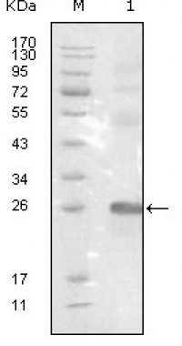 EphB3 Primary Antibody MP20195 [M4A122D1]