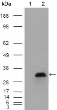 APOA1 Primary Antibody MP20191 [M5F4F5]