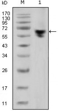 human IgG (Fc Specific) Primary Antibody MP20336 [M2E4]