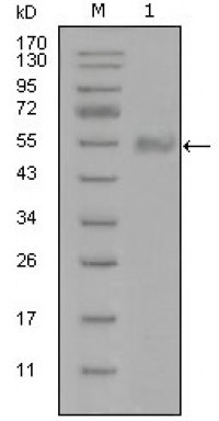 SYT1 Primary Antibody MP20286 [M8G11B10]