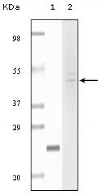 Fibulin 5 Primary Antibody MP20079 [M3F10A5]