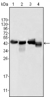 APOA4 Primary Antibody MP20303 [M1D4C11]