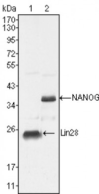 LIN28 Primary Antibody MP20271 [M6D1F9]